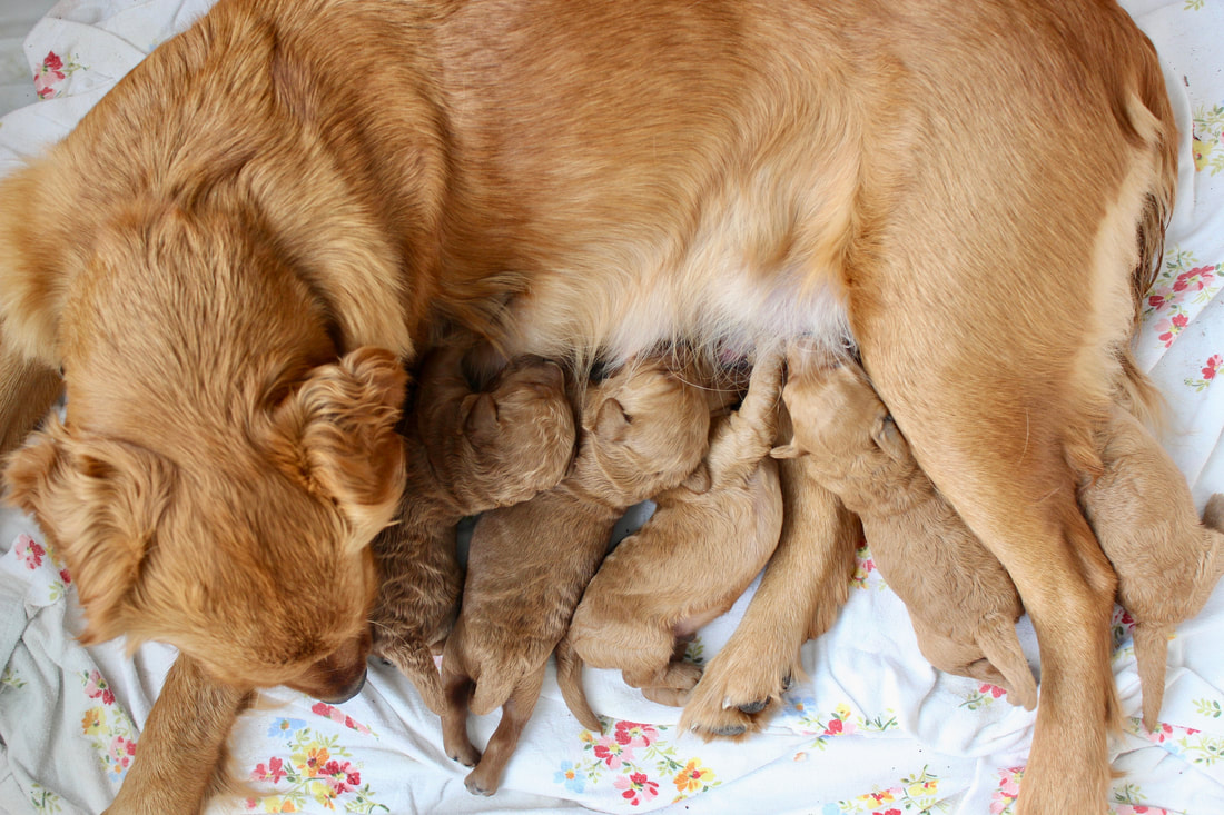 1 week old mini golden doodle puppies nursing