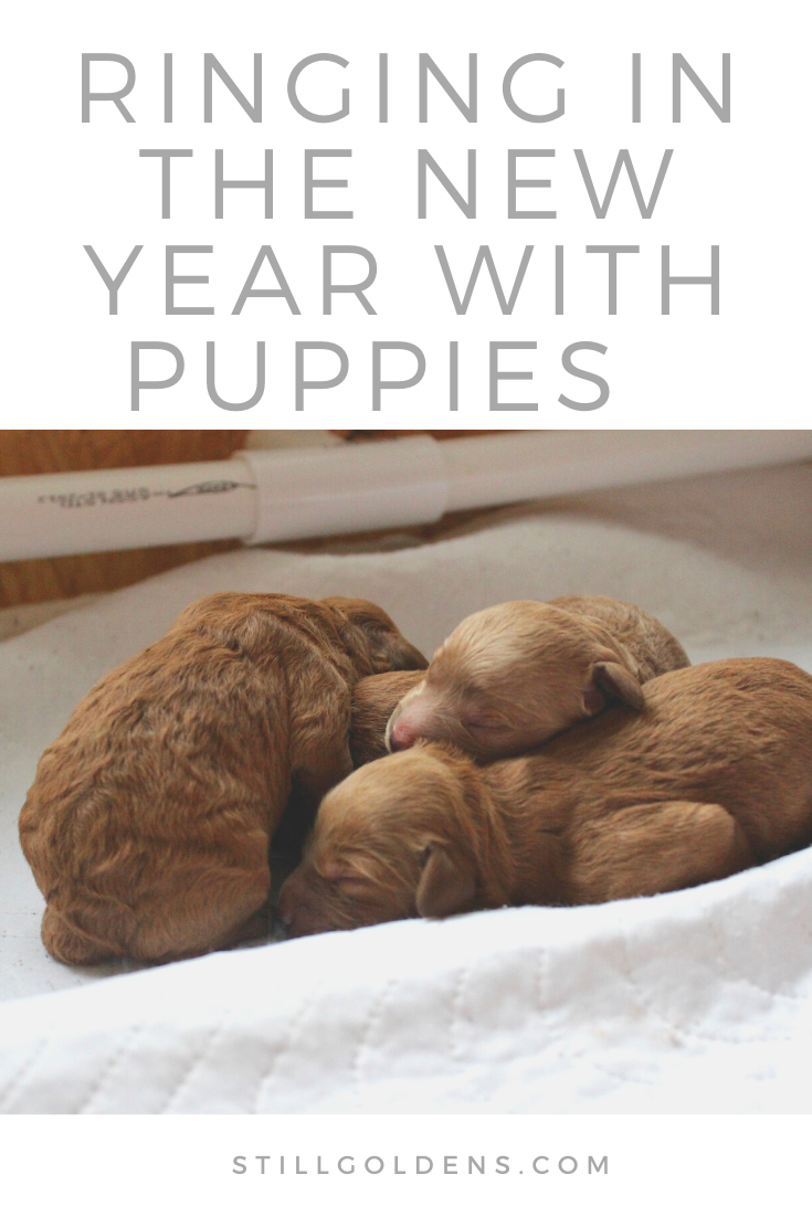 Ringing in the new year with puppies