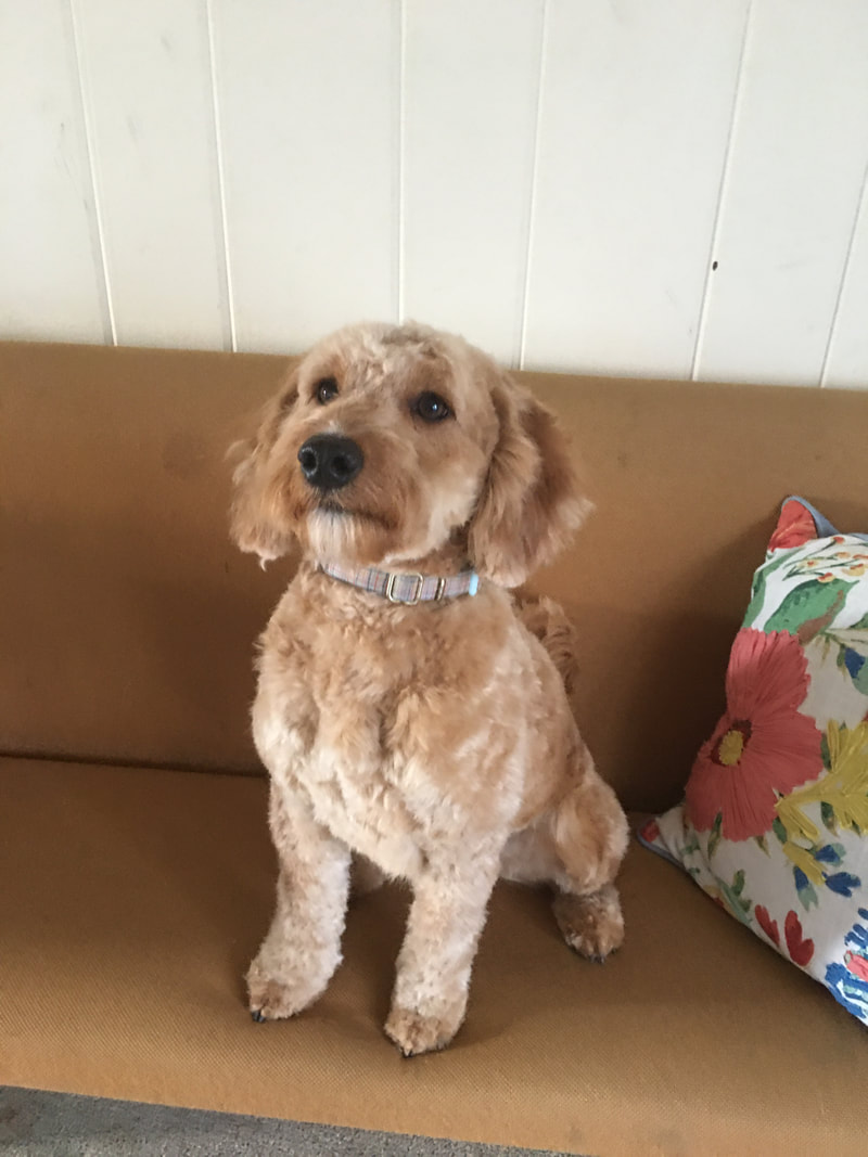 Daisy, our one year old mini golden doodle