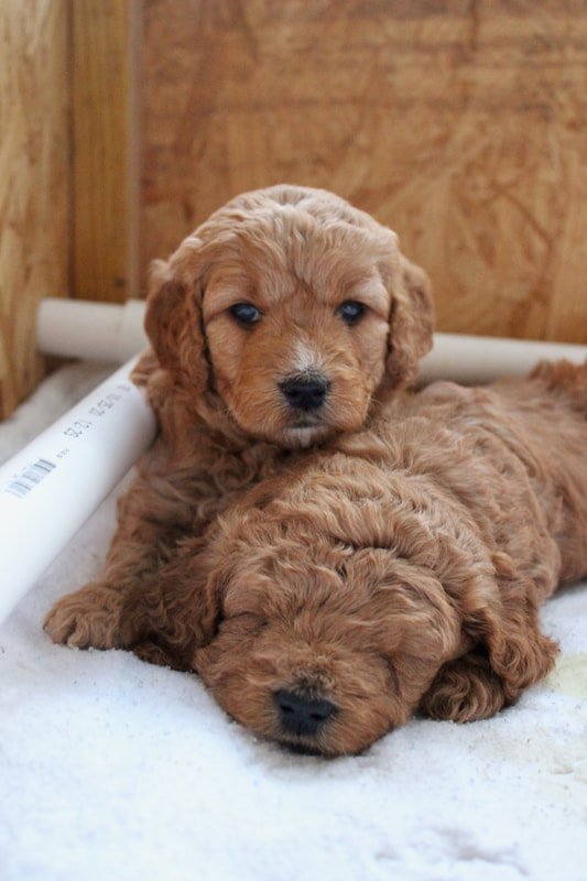 Snuggly golden doodle puppies
