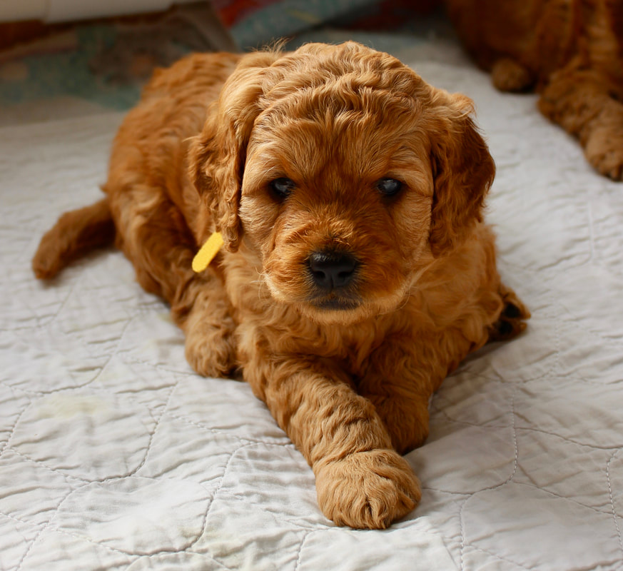 golden doodle puppy