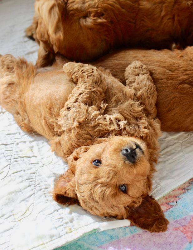 F1 mini golden doodle puppy rolled over