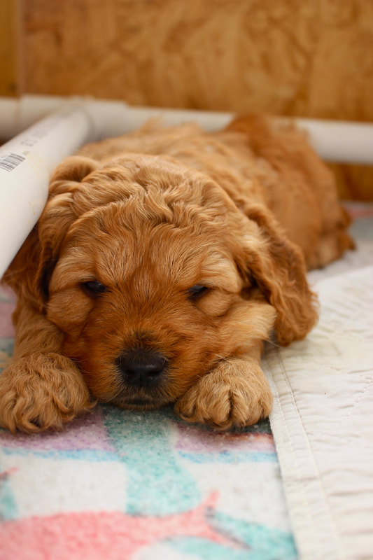 Cute squishy mini golden doodle puppy