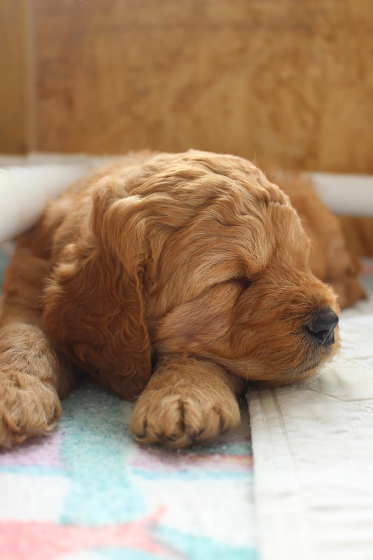 sleepy golden doodle puppy
