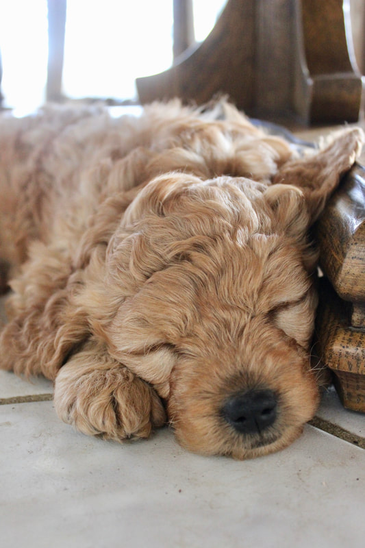 mini golden doodle puppy snuggled up against a table leg