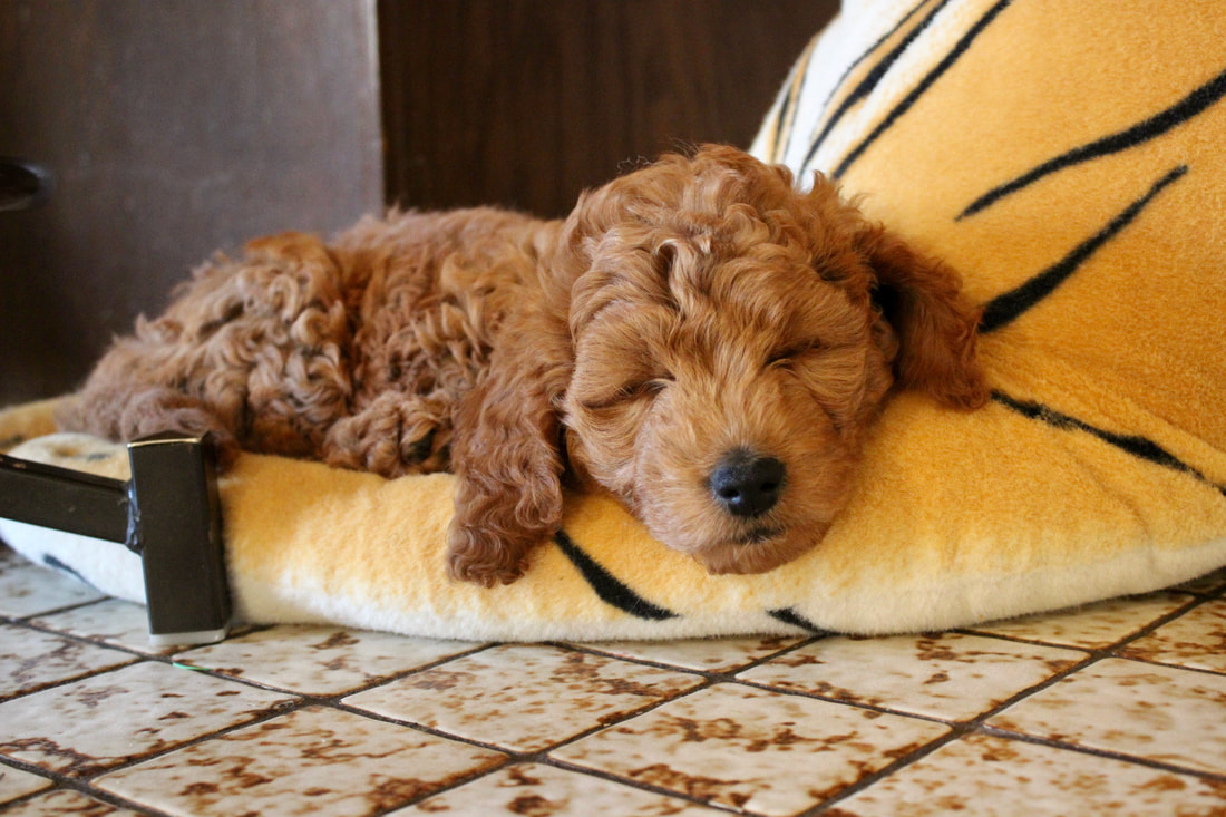 mini golden doodle puppy snuggling stuffed tiger