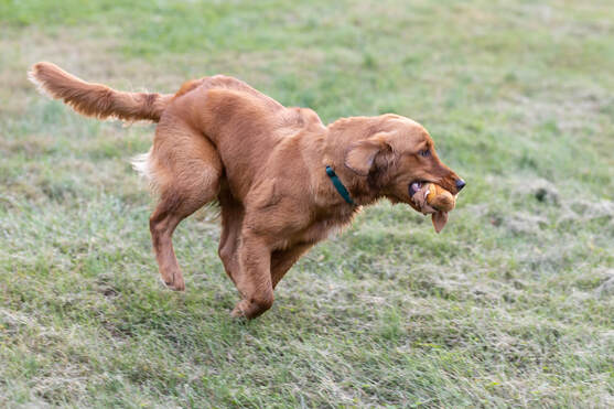 Golden retriever playing fetch