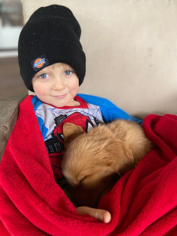 Boy with golden retriever puppy